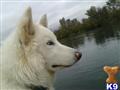 wolf dog puppy posted by thumperswolves