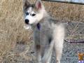 wolf dog puppy posted by thumperswolves