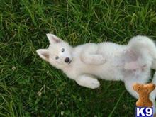 wolf dog puppy posted by thumperswolves