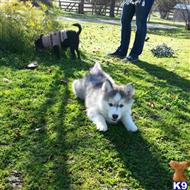 wolf dog puppy posted by thumperswolves