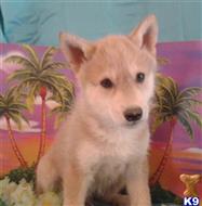 wolf dog puppy posted by thumperswolves