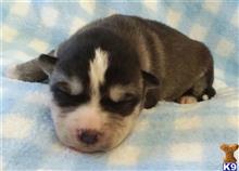 Low Content Wolf Husky Litter available Wolf Dog puppy located in Central