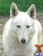 wolf dog puppy posted by thumperswolves