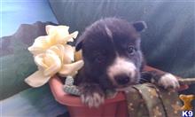 wolf dog puppy posted by thumperswolves
