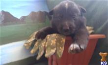 wolf dog puppy posted by thumperswolves