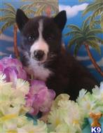 wolf dog puppy posted by thumperswolves