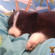 wolf dog puppy posted by thumperswolves