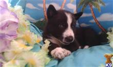 wolf dog puppy posted by thumperswolves