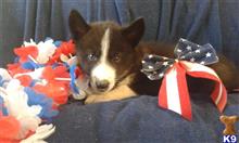 wolf dog puppy posted by thumperswolves