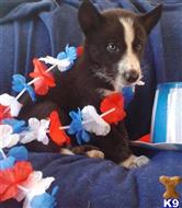 wolf dog puppy posted by thumperswolves