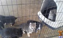 wolf dog puppy posted by thumperswolves