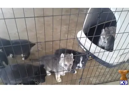a group of wolf dog dogs in a cage