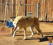 wolf dog puppy posted by thumperswolves