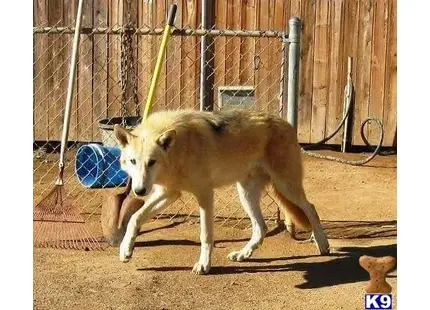 a wolf dog dog playing with a ball