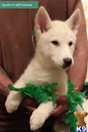 wolf dog puppy posted by thumperswolves