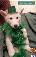 wolf dog puppy posted by thumperswolves