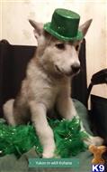Yukon m available Wolf Dog puppy located in Central