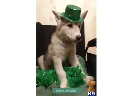 a wolf dog dog wearing a hat