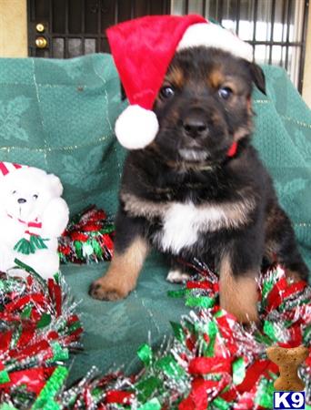 mixed breed puppy posted by thumperswolves