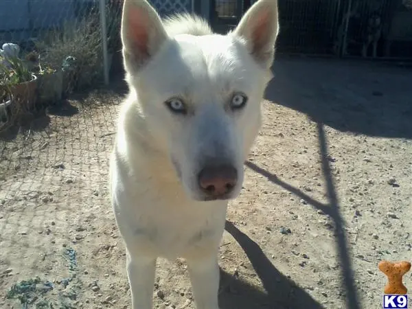 Siberian Husky stud dog