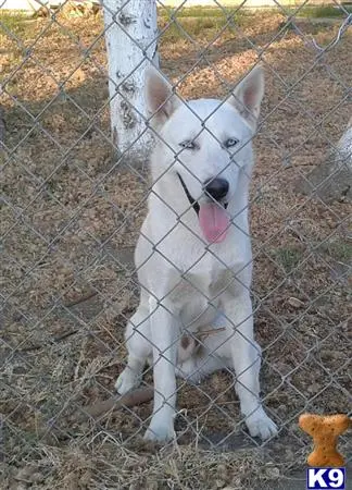 Siberian Husky stud dog