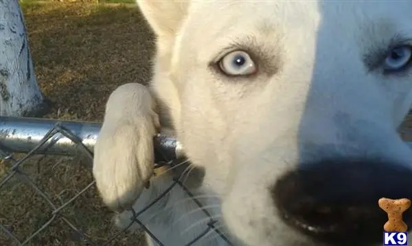 Siberian Husky stud dog