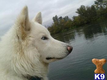 wolf dog puppy posted by thumperswolves