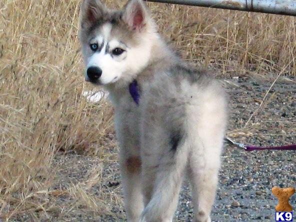 wolf dog puppy posted by thumperswolves