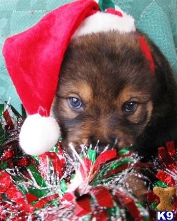 wolf dog puppy posted by thumperswolves