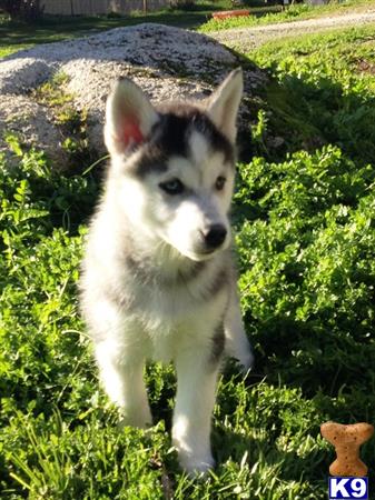 wolf dog puppy posted by thumperswolves