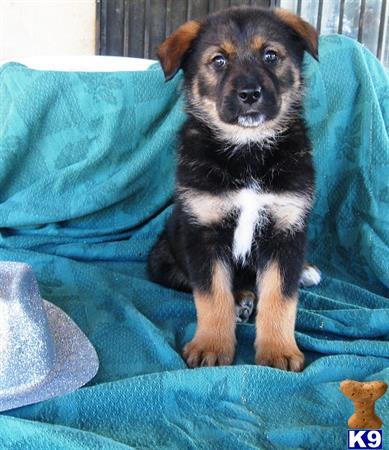 wolf dog puppy posted by thumperswolves