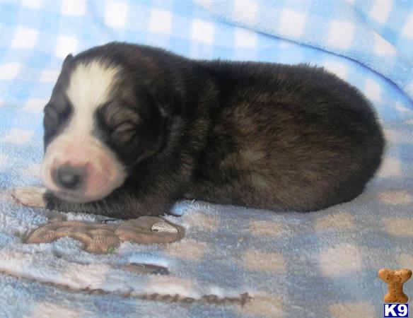 wolf puppies for sale in california wolf puppies for sale in california wolf puppies for sale in california wolf puppies for sale in california