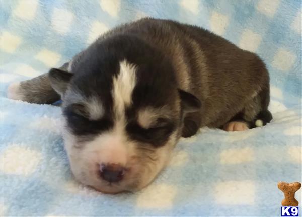a wolf dog puppy sleeping on a blanket