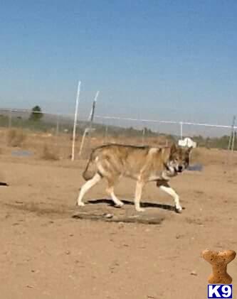 a wolf dog dog walking on a dirt road