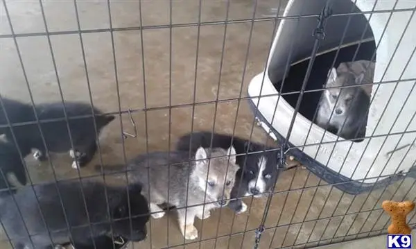 Wolf Dog puppy for sale