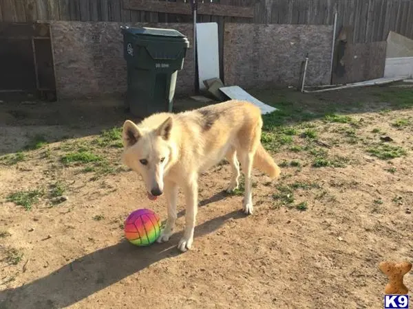 Wolf Dog stud dog