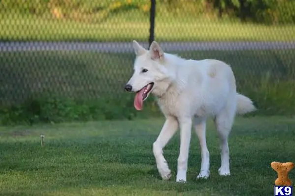 Wolf Dog puppy for sale