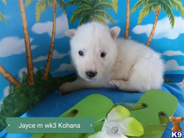 Wolf Dog puppy for sale