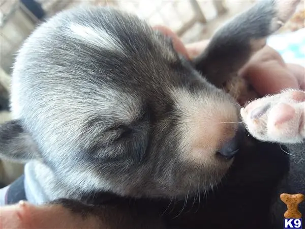 Wolf Dog puppy for sale