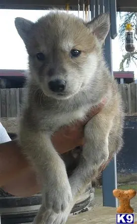 Wolf Dog puppy for sale