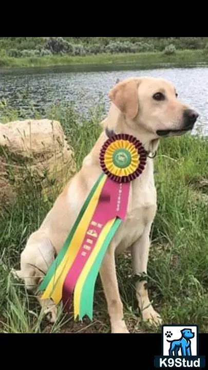 Labrador Retriever stud dog: a labrador retriever dog with a frisbee in its mouth