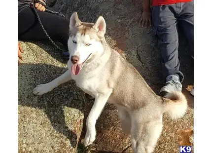 Siberian Husky