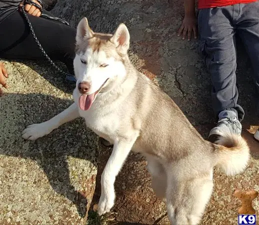 Siberian Husky stud dog