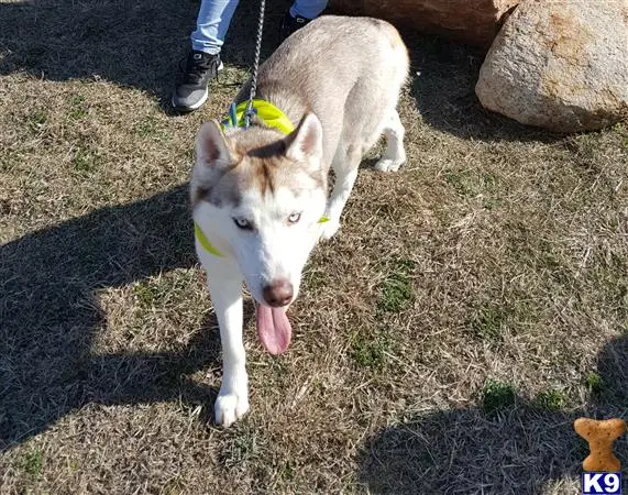 Siberian Husky stud dog