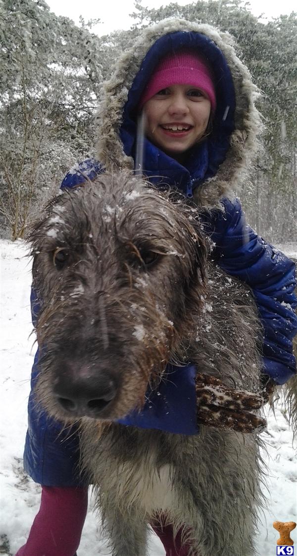 Irish Wolfhound stud dog