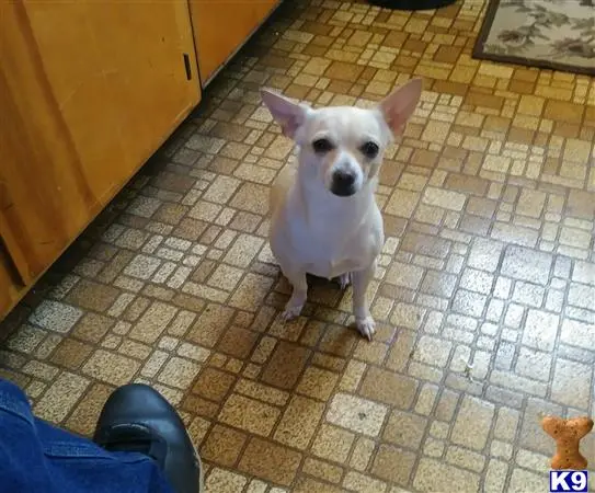 Chihuahua female dog