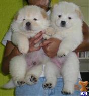 Cute Chow Chow Puppies For Sale In Texas