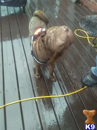 Chinese Shar Pei stud dog