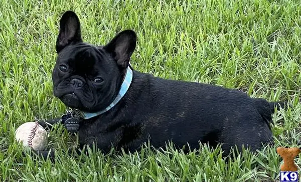 French Bulldog stud dog