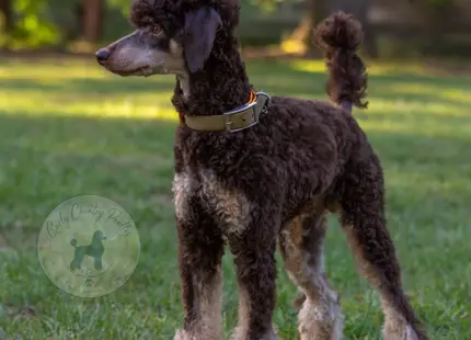 Poodle stud dog: Brown Poodle with curly coat standing in a grassy field
